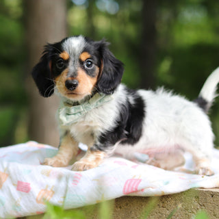 Dexter - Available 6/4