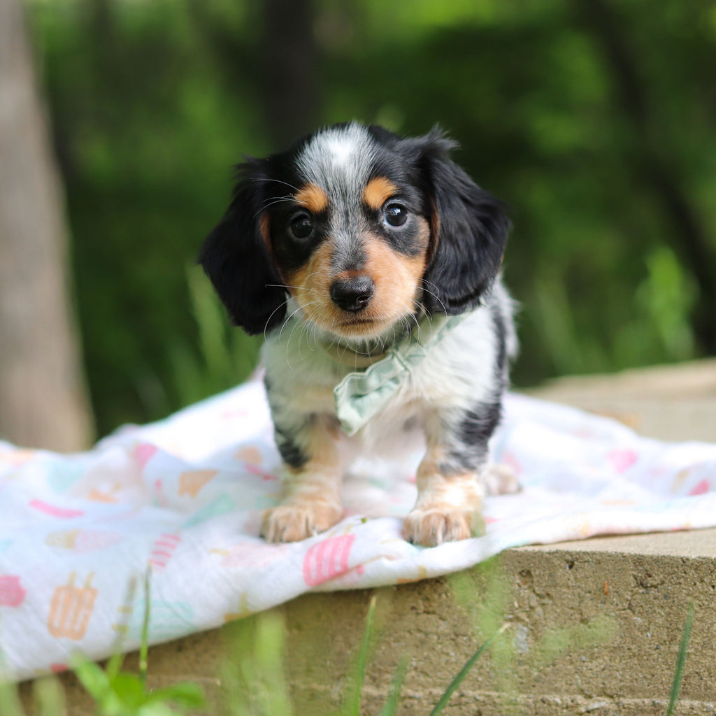 Dexter - Available 6/4