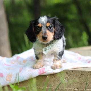 Dexter - Available 6/4