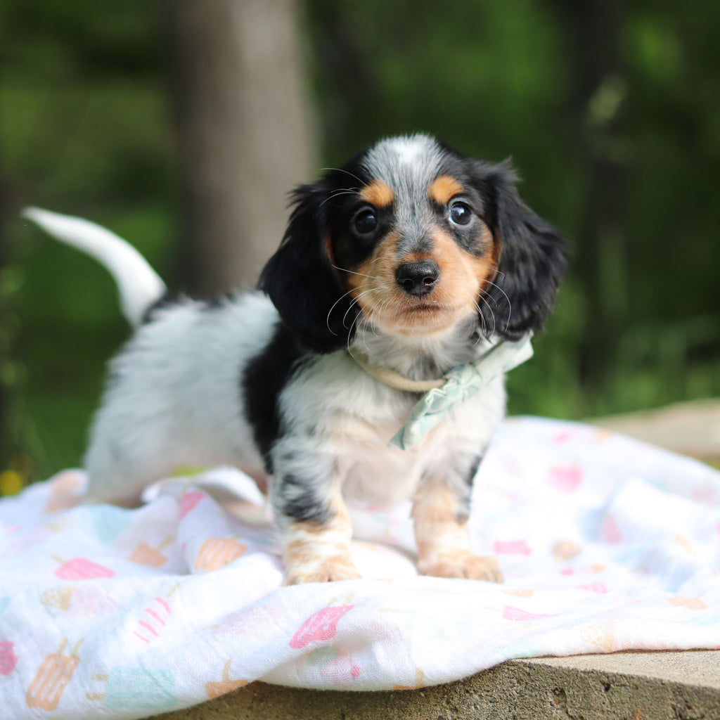 Dexter - Available 6/4