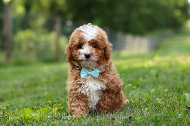 Keegan - Available 7/23