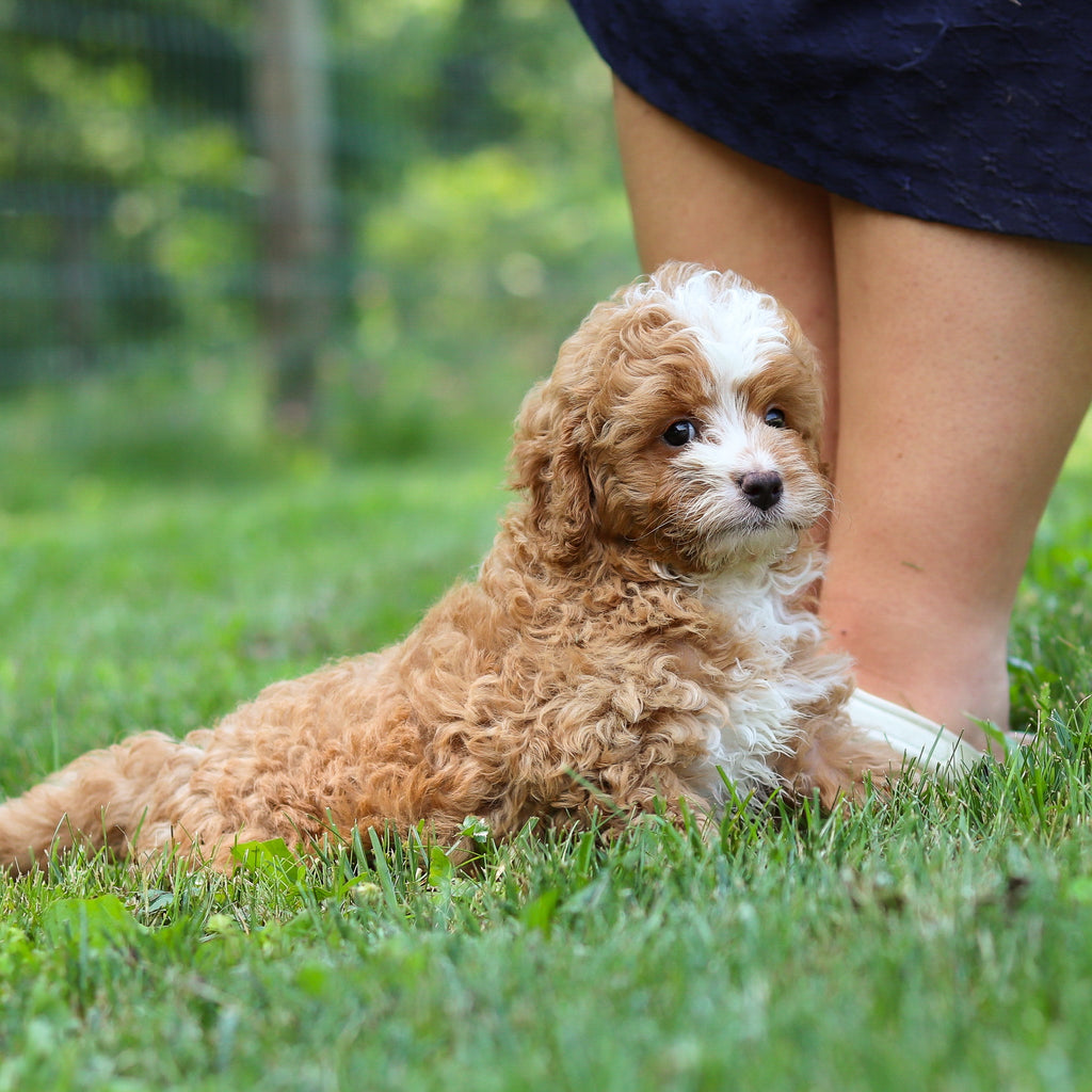 Keegan - Available 7/23