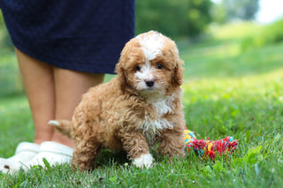 Keegan - Available 7/23