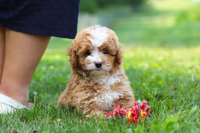 Keegan - Available 7/23