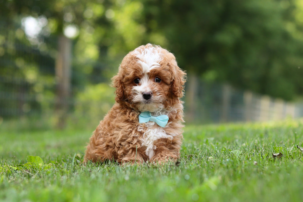 Keegan - Available 7/23