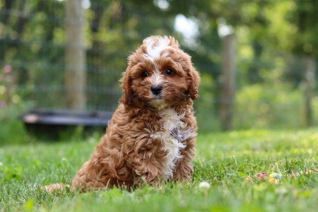 Kingsley - Available 7/23