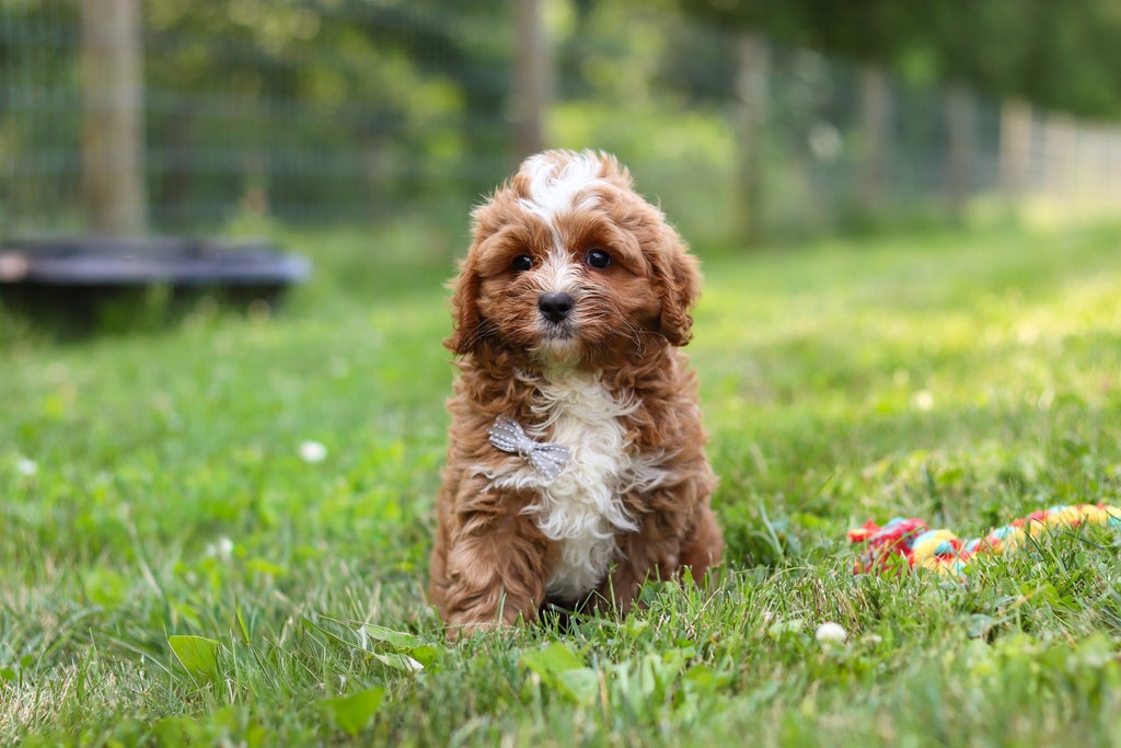 Kingsley - Available 7/23