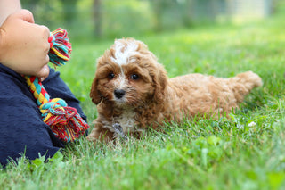 Kingsley - Available 7/23