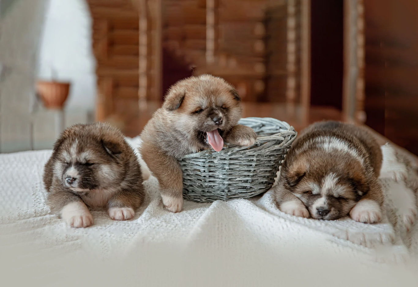 Up and away puppies for sale
