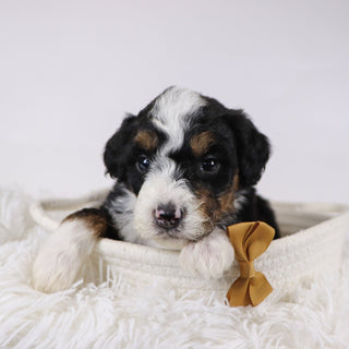 Winston - Available 12/17